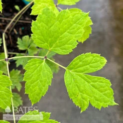 #1 Actaea (Cimicifuga) Pachypoda/ White Baneberry Native (TN) -Garden Plant Store 1 actaea cimicifuga pachypoda white baneberry nati 2