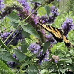 #1 Agastache Foe X Rug Blue Boa/ Giant Anise Hyssop -Garden Plant Store 1 agastache foe x rug blue boa giant anise hyssop 2