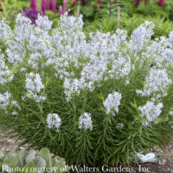 #1 Amsonia Hub String Theory/ Blue Star Native (R) -Garden Plant Store 1 amsonia hub string theory blue star native r 2