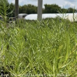 #1 Amsonia Hub String Theory/ Blue Star Native (R) -Garden Plant Store 1 amsonia hub string theory blue star native r 3