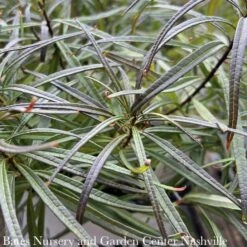 #1 Amsonia Hub String Theory/ Blue Star Native (R) -Garden Plant Store 1 amsonia hub string theory blue star native r 4