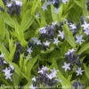 #1 Amsonia Tab Blue Ice/ Blue Star Flower Native (TN) -Garden Plant Store 1 amsonia tab blue ice blue star flower native tn