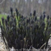 #1 Amsonia Tab Storm Cloud/ Bluestar Flower Native (TN) -Garden Plant Store 1 amsonia tab storm cloud bluestar flower native t