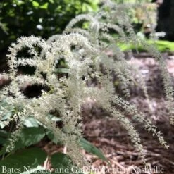 #1 Aruncus Dioicus/ Goats Beard Native (TN)