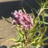 #1 Asclepias Inc Soulmate/ Pink Swamp Milkweed Native (TN) -Garden Plant Store 1 asclepias inc soulmate pink swamp milkweed nativ