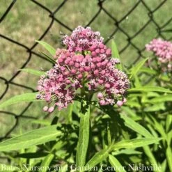 #1 Asclepias Incarnata AB/ Pink Swamp Milkweed Native (TN)