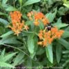 #1Asclepias Tuberosa/ Butterfly Weed Native (TN) -Garden Plant Store 1 asclepias tuberosa butterfly weed native tn 2