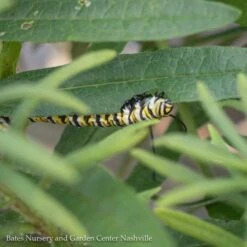 #1Asclepias Tuberosa/ Butterfly Weed Native (TN) -Garden Plant Store 1 asclepias tuberosa butterfly weed native tn 3