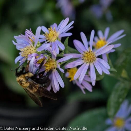 #1 Aster Laevis (Symphyotrichum Laeve) Bluebird AB/ Smooth Blue Native (R) - Image 2