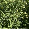 #1 Aster Laevis (Symphyotrichum Laeve) Bluebird AB/ Smooth Blue Native (R) -Garden Plant Store 1 aster laevis symphyotrichum laeve bluebird ab sm