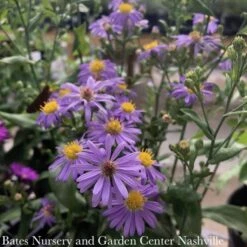 #1 Aster Laevis (Symphyotrichum Laeve) Bluebird AB/ Smooth Blue Native (R) -Garden Plant Store 1 aster laevis symphyotrichum laeve bluebird ab sm 2