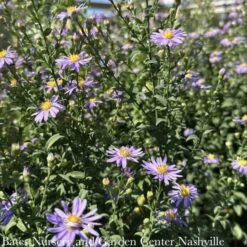 #1 Aster Laevis (Symphyotrichum Laeve) Bluebird AB/ Smooth Blue Native (R) -Garden Plant Store 1 aster laevis symphyotrichum laeve bluebird ab sm 3