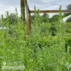 #1 Aster (Symphyotrichum) Ericoides/ White Heath Native (TN) -Garden Plant Store 1 aster symphyotrichum ericoides white heath nativ