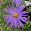 #1 Aster (Symphyotrichum) Oblong Raydon's Favorite/ Aromatic Native (TN) -Garden Plant Store 1 aster symphyotrichum oblong raydons favorite aro