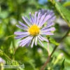#1 Aster (Symphyotrichum) Puniceus/ Purple Stemmed Swamp Aster Native (TN) -Garden Plant Store 1 aster symphyotrichum puniceus purple stemmed swa