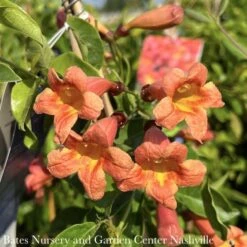 #1 Bignonia Capreo Tangerine Beauty/ Crossvine Native (TN)