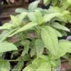 #1 Chelone Glabra NGN/ White Turtlehead Native (TN) -Garden Plant Store 1 chelone glabra ngn white turtlehead native tn