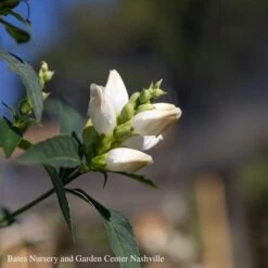 #1 Chelone Glabra/ White Turtlehead Native (TN) -Garden Plant Store 1 chelone glabra white turtlehead native tn 1