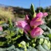 #1 Chelone Lyonii Hot Lips/ Pink Turtlehead Native (TN) -Garden Plant Store 1 chelone lyonii hot lips pink turtlehead native t