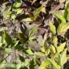 #1 Clematis Virginiana/ Virgin's Bower Native (TN) -Garden Plant Store 1 clematis virginiana virgins bower native tn