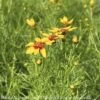 #1 Coreopsis Vert Sizzle & Spice 'Curry Up'/ Yellow And Red Tickseed Native (TN) -Garden Plant Store 1 coreopsis vert sizzle spice curry up yellow and