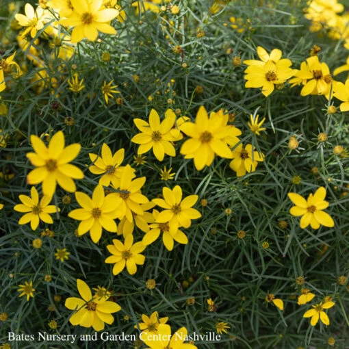 #1 Coreopsis Vert Zagreb/ Yellow Whorled Tickseed Native (TN) - Image 2