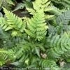 #1 Dryopteris Ery Compacta/ Autumn Fern -Garden Plant Store 1 dryopteris ery compacta autumn fern