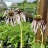#1 Echinacea Pal Hula Dancer/ Coneflower Native (TN) -Garden Plant Store 1 echinacea pal hula dancer coneflower native tn