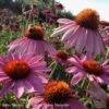 #1 Echinacea Pur Magnus/ Purple Coneflower Native (TN) -Garden Plant Store 1 echinacea pur magnus purple coneflower native tn