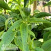 #1 Echinacea Pur Primadonna Deep Rose/ Pink Coneflower Native (TN) -Garden Plant Store 1 echinacea pur primadonna deep rose pink coneflow