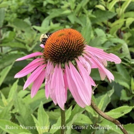 #1 Echinacea Purpurea/ Coneflower Native (TN) - Image 2