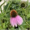 #1 Echinacea Purpurea/ Coneflower Native (TN) -Garden Plant Store 1 echinacea purpurea coneflower native tn