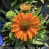 #1 Echinacea X Prima Saffron/ Gold Coneflower -Garden Plant Store 1 echinacea x prima saffron gold coneflower