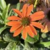 #1 Echinacea X PW Color Coded 'Orange You Awesome'/ Coneflower -Garden Plant Store 1 echinacea x pw color coded orange you awesome co