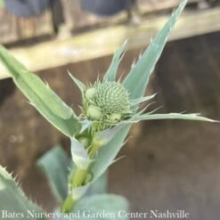 #1 Eryngium Yuccifolium AB/ Rattlesnake Master Native (TN) -Garden Plant Store 1 eryngium yuccifolium ab rattlesnake master nativ 1