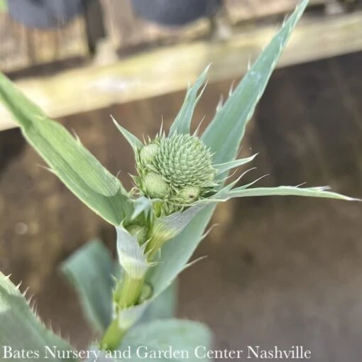#1 Eryngium Yuccifolium AB/ Rattlesnake Master Native (TN) - Image 2