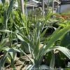 #1 Eryngium Yuccifolium AB/ Rattlesnake Master Native (TN) -Garden Plant Store 1 eryngium yuccifolium ab rattlesnake master nativ