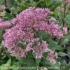 #1 Eupatorium Dubium AB Little Joe/ Joe Pye Weed Native (TN) -Garden Plant Store 1 eupatorium dubium ab little joe joe pye weed nat