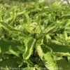 #1 Eupatorium Dubium Little Joe/ Joe Pye Weed Native (TN) -Garden Plant Store 1 eupatorium dubium little joe joe pye weed native