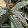 #1 Eupatorium Perf Blind Date/ Joe Pye Weed Native (TN) -Garden Plant Store 1 eupatorium perf blind date joe pye weed native t