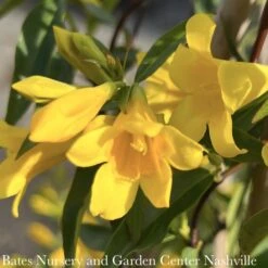 #1 Gelsemium Sempervirens/ Carolina Jessamine, Jasmine Native (TN) -Garden Plant Store 1 gelsemium sempervirens carolina jessamine jasmin 1