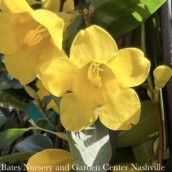 #1 Gelsemium Sempervirens/ Carolina Jessamine, Jasmine Native (TN) -Garden Plant Store 1 gelsemium sempervirens carolina jessamine jasmin 2