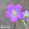 #1 Geranium Maculatum NGN/ Spotted Wild Cranesbill Native (TN) -Garden Plant Store 1 geranium maculatum ngn spotted wild cranesbill n