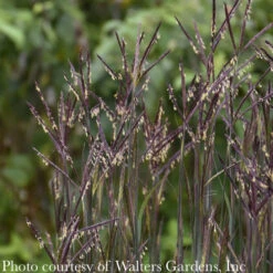 #1 Grass Andropogon Gerardii Blackhawks/ Big Bluestem Native (TN) -Garden Plant Store 1 grass andropogon gerardii blackhawks big blueste 1