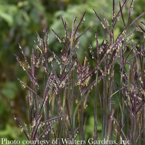 #1 Grass Andropogon Gerardii Blackhawks/ Big Bluestem Native (TN) - Image 2