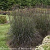 #1 Grass Andropogon Gerardii Blackhawks/ Big Bluestem Native (TN)