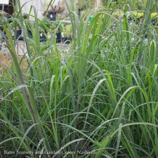 #1 Grass Andropogon Gerardii Blackhawks/ Big Bluestem Native (TN) - Image 3