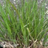#1 Grass Bouteloua Curtipendula/ Sideoats Grama Native (TN) 1 #1 Grass Bouteloua Curtipendula/ Sideoats Grama Native (TN) -Garden Plant Store 1 grass bouteloua curtipendula sideoats grama nati