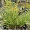 #1 Grass Carex Appalachica/ Appalachian Sedge Native (TN) -Garden Plant Store 1 grass carex appalachica appalachian sedge native