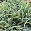 #1 Grass Carex Laxiculmis Hobb/ Bunny Blue Sedge Native (TN)